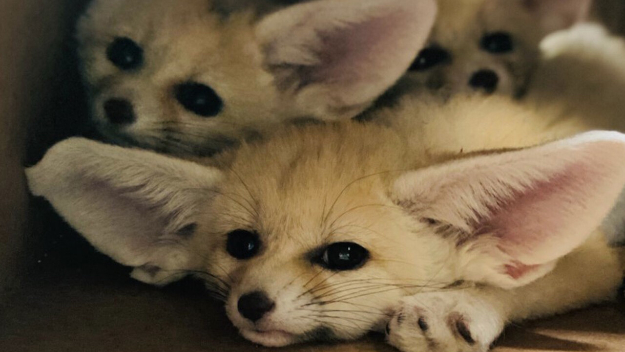 Picture of a fennec fox